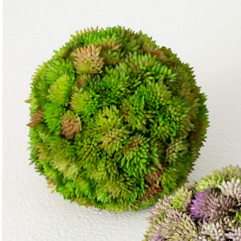 COLORFUL SEDUM ORB - Green