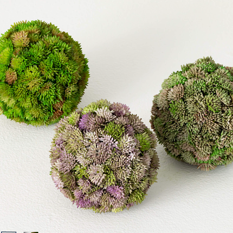 COLORFUL SEDUM ORB - Green