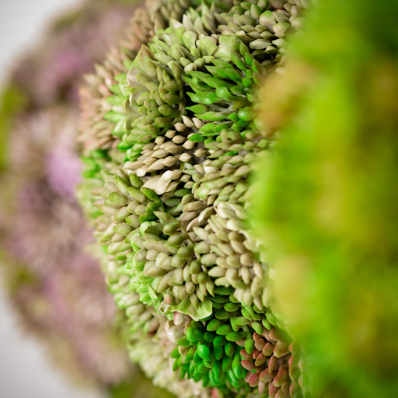 COLORFUL SEDUM ORB - Green