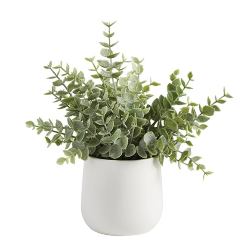 Eucalyptus In Ceramic Pot