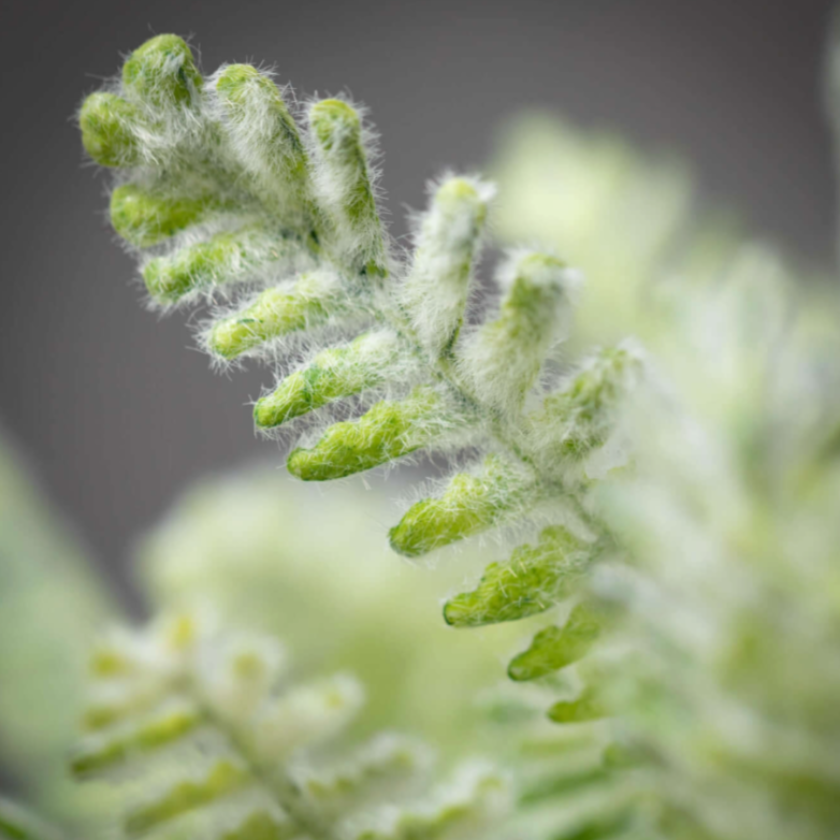 MINI MINT GREEN FERN BUSH