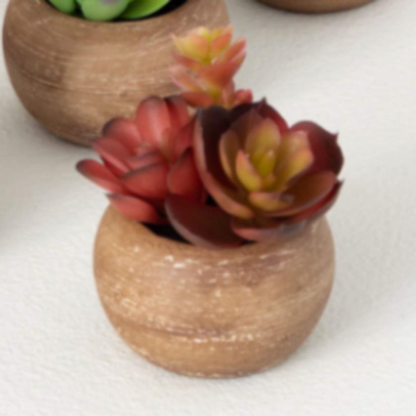 Mixed Multicolor Potted Succulent