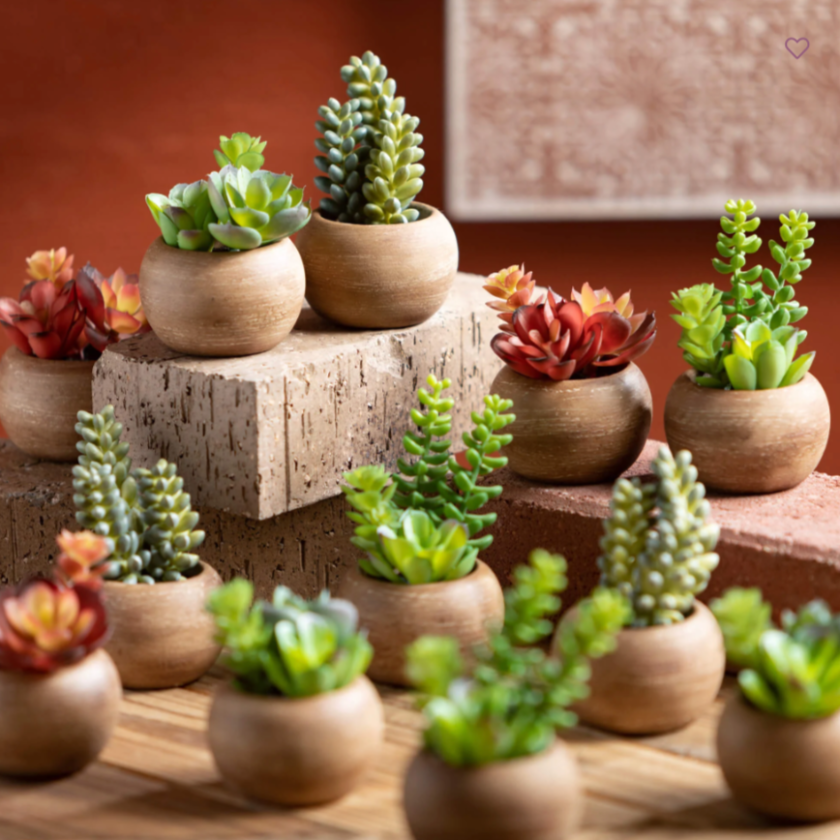 Mixed Multicolor Potted Succulent