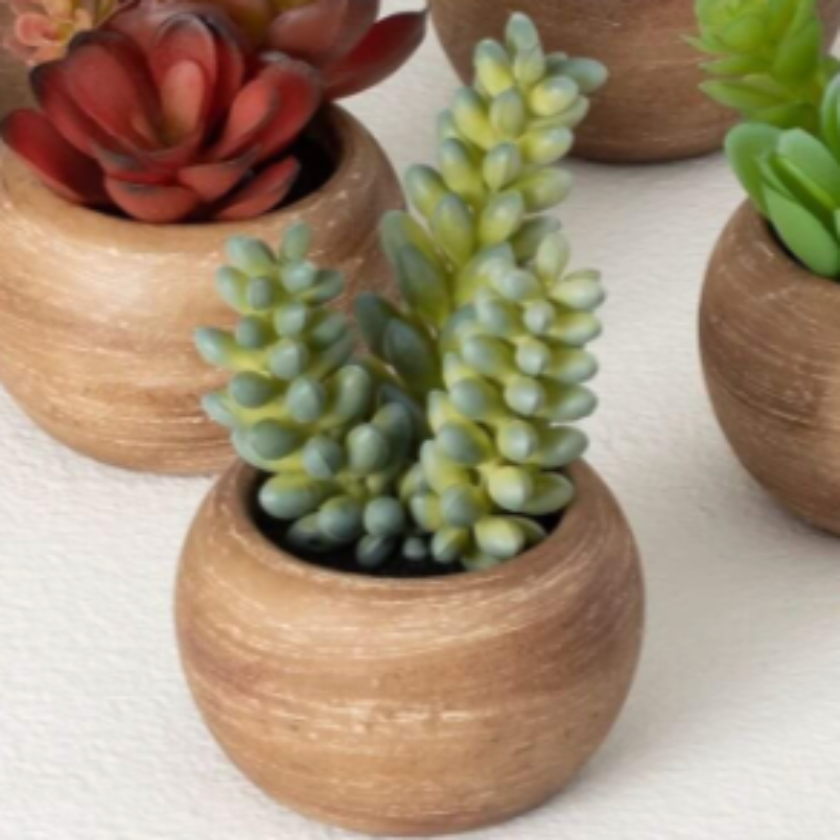 Mixed Multicolor Potted Succulent