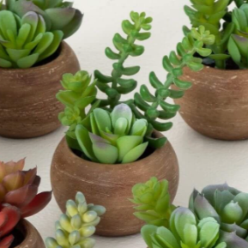 Mixed Multicolor Potted Succulent