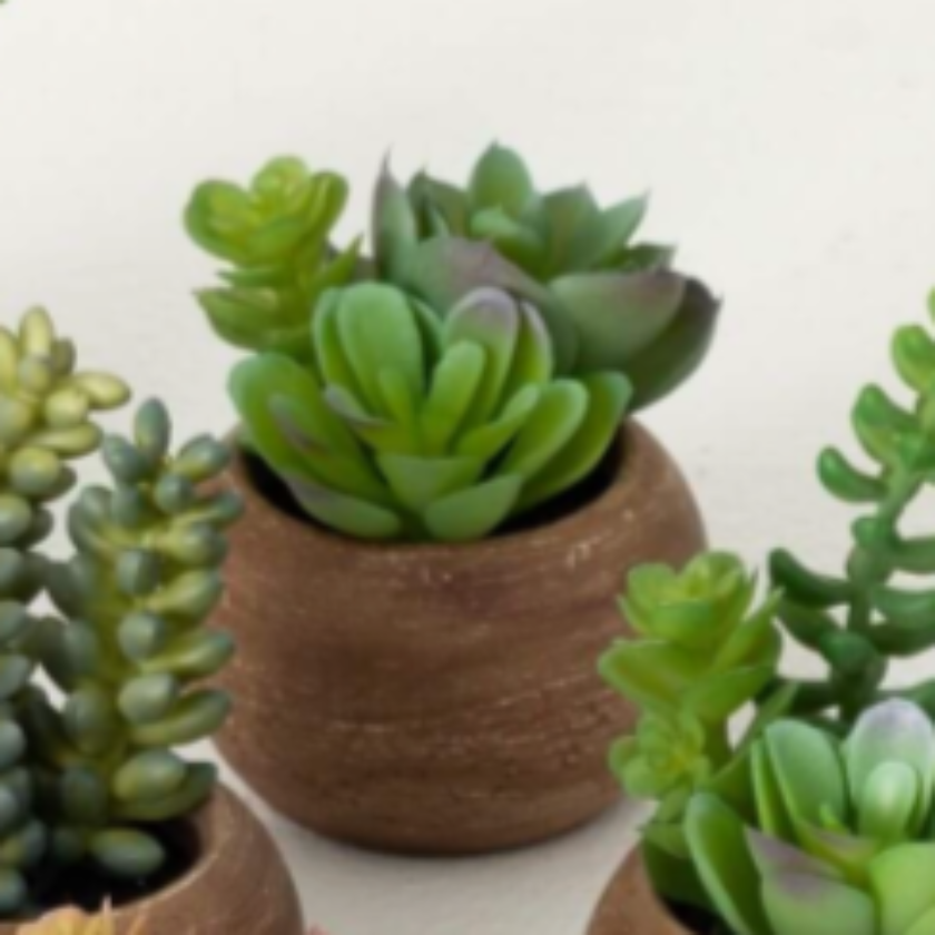 Mixed Multicolor Potted Succulent
