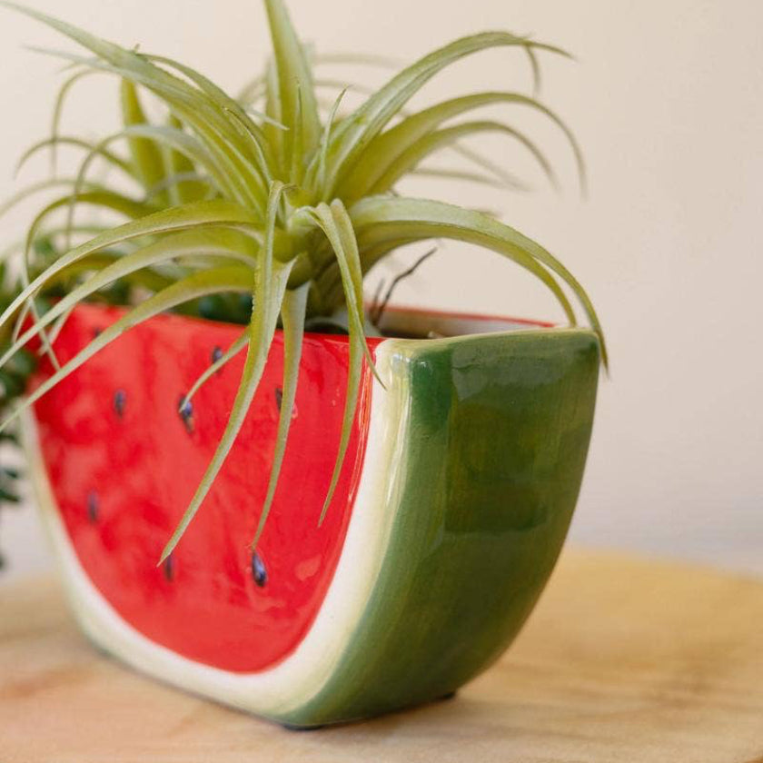Watermelon-shaped planter with a succulent on a wooden surface