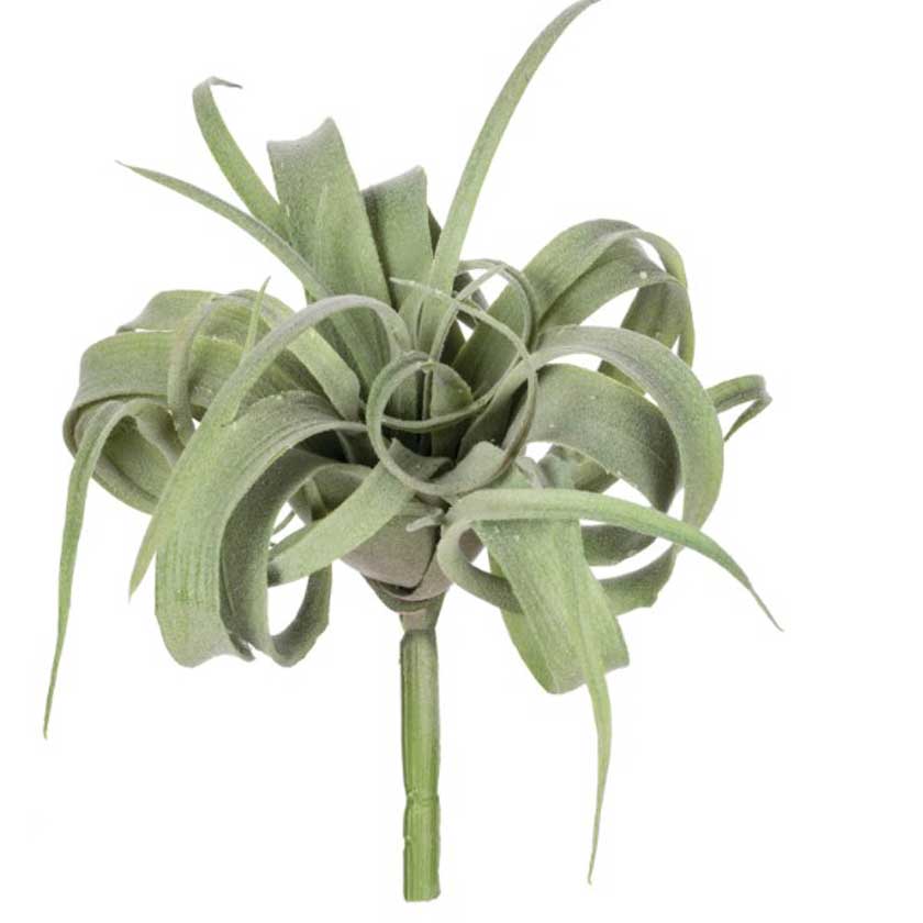 AIR PLANT | The Shops SD