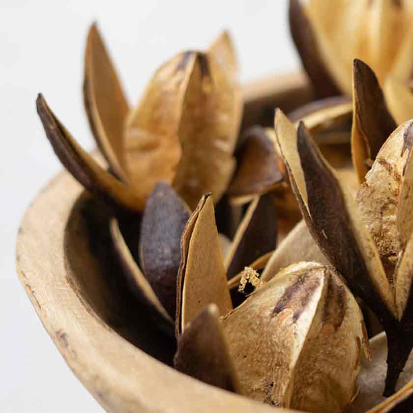 DRIED LILY FLOWER POTS, BAG OF 20 - KALALOU