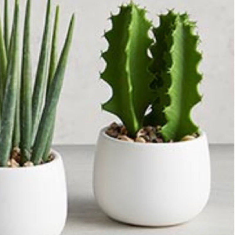 Cactus in Ceramic Pot
