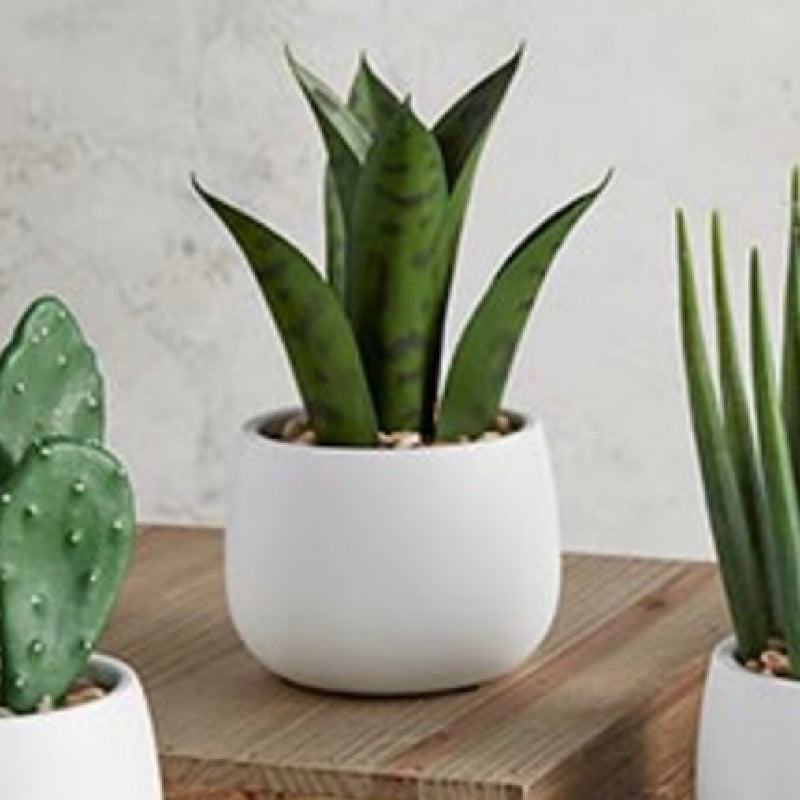 Cactus in Ceramic Pot