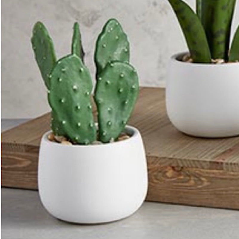 Cactus in Ceramic Pot