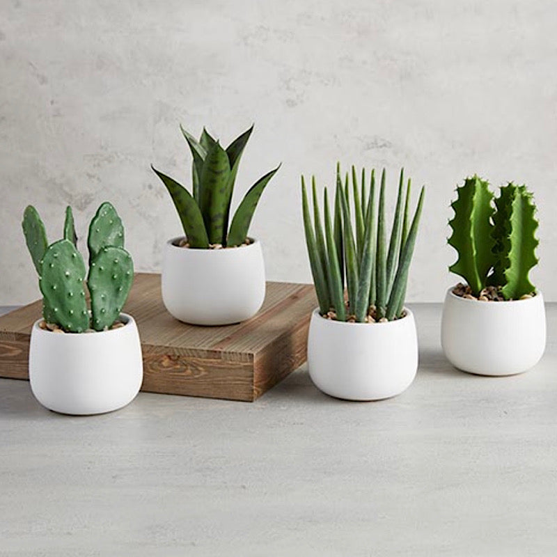 Cactus in Ceramic Pot