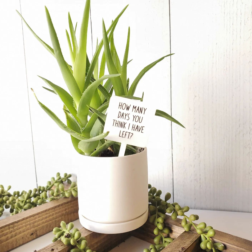 Snarky Plant Marker Stake -  How Many Days  - Mad River